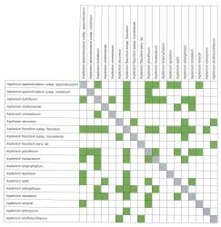 
  Summary of hybrid combinations in New Zealand
 Image: Katarina Tawiri © Landcare Research 2018 CC BY 3.0 NZ